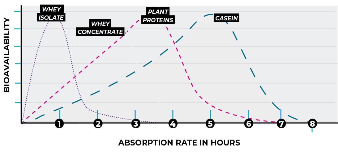 Protein Absorption Rates
